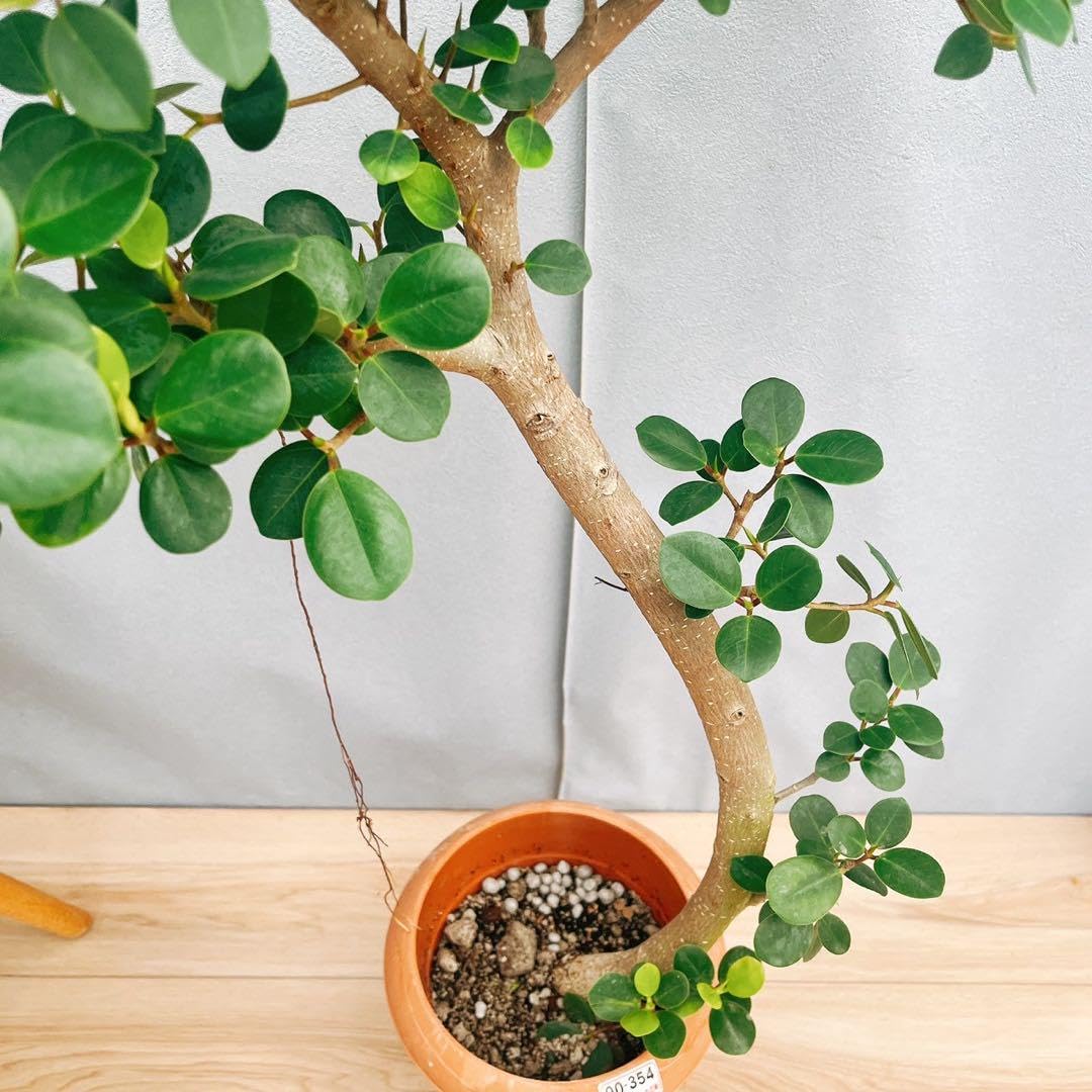 Amazon｜［現品］【希少】14番 パンダガジュマル 7号 観葉植物 室内