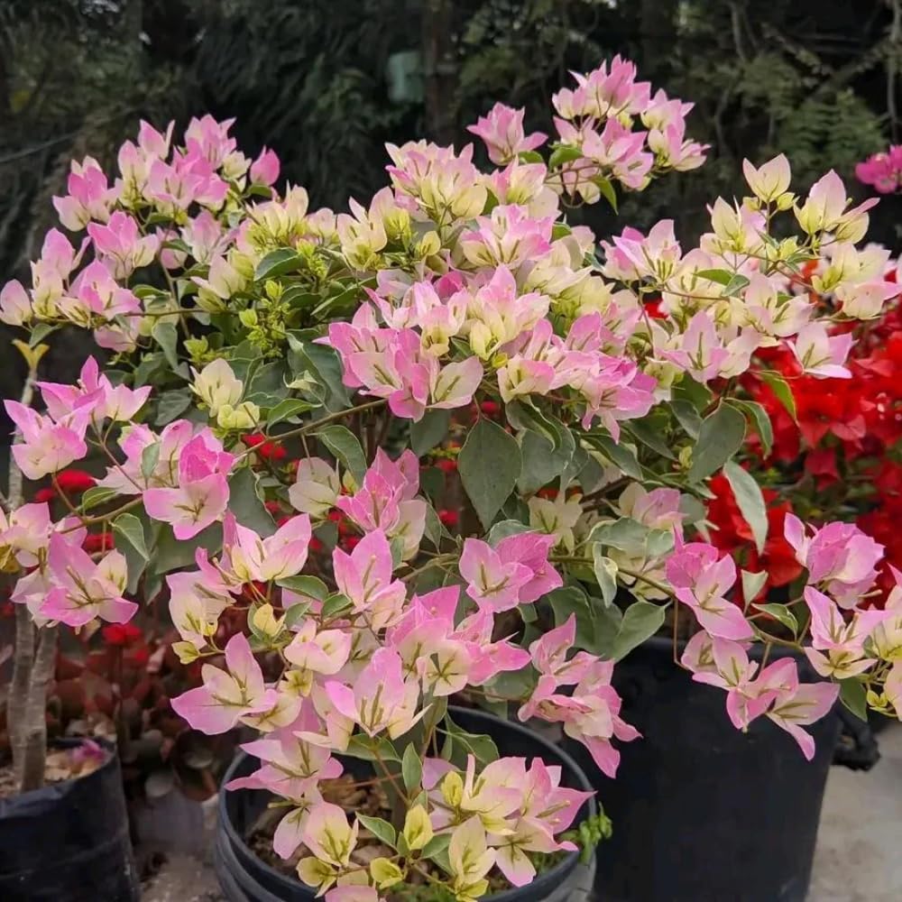 Bougainvillea Plant Live, Bougainvillea Flower Plants, Trailing Flowering Vines, Vibrant Blooms, 4-7 Inches Tall in 4 Inch Pot for Growing (White Pink)