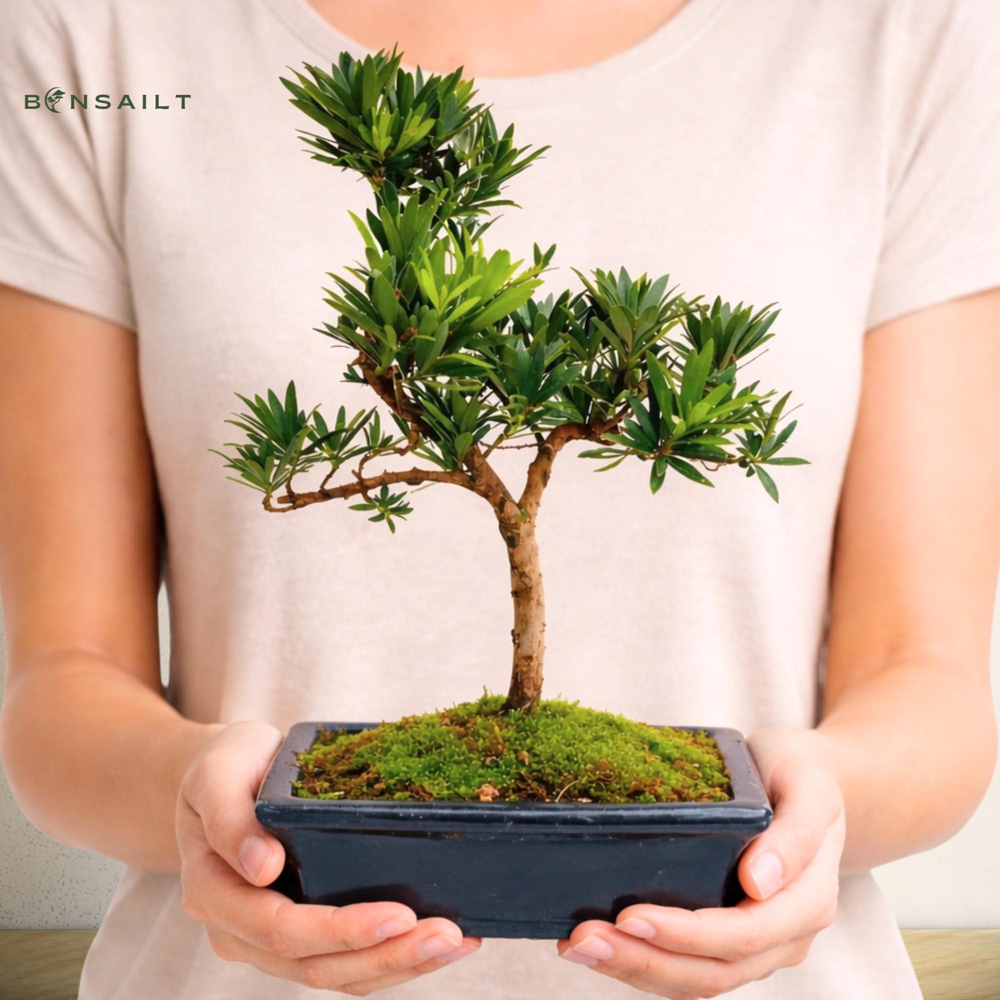 Podocarpus Bonsai Baum – Echter Indoor Bonsai – Zimmerbonsai Pflanze – Pflegeleichter Mini Bonsai für Zuhause & Büro (6-8 Jahre)