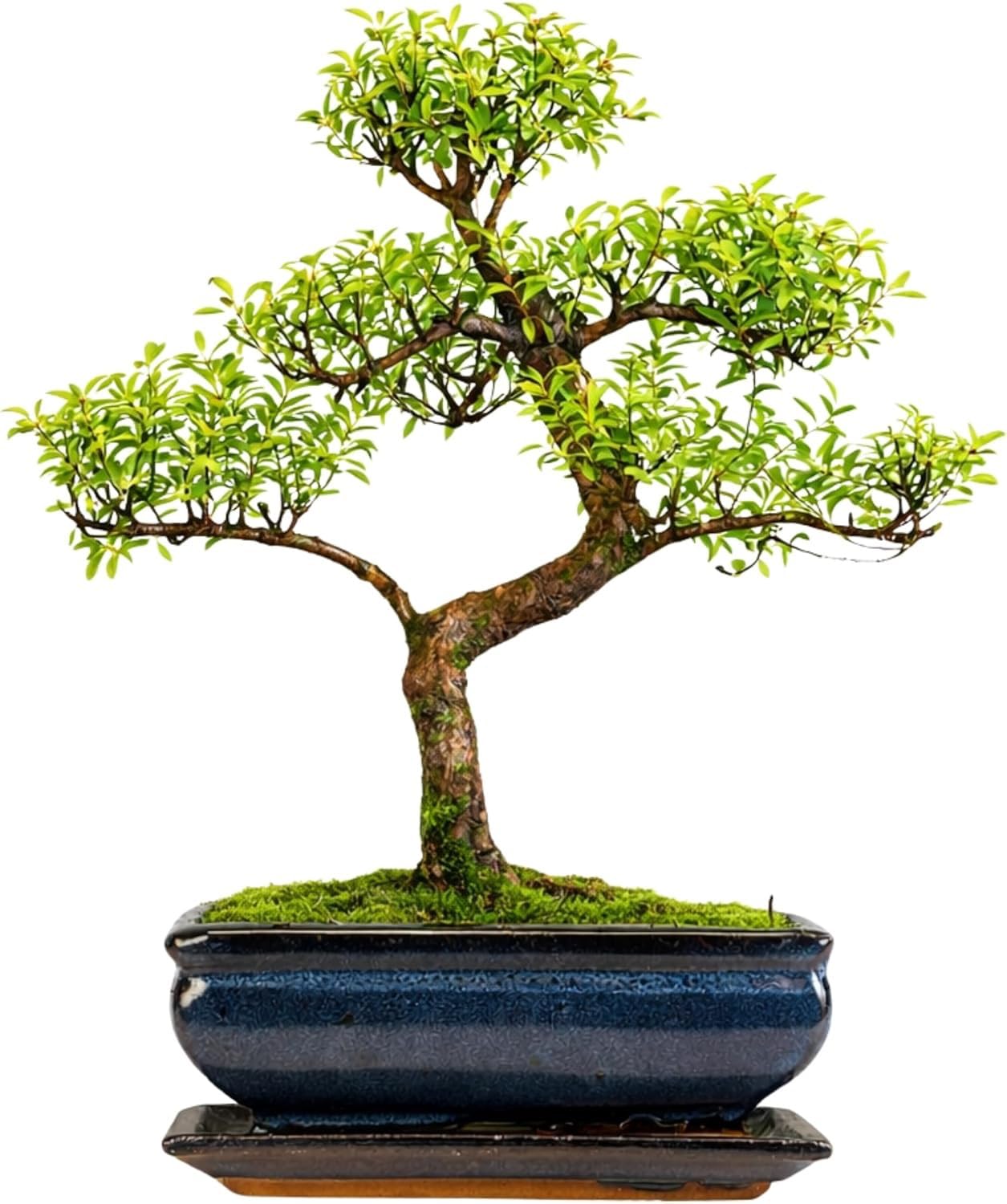 Syzygium Bonsai S-Form – Indoor Bonsai Baum im 20 cm Topf mit Untersetzer – Lebende Zimmerpflanze für Zuhause, Büro und Geschenk