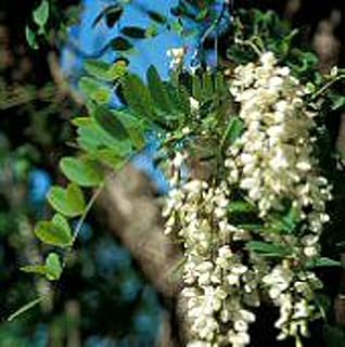 50 Seeds Black Locust Tree Seeds Non-Hybrid, Open-Pollinated, Suited for Canadian Climate