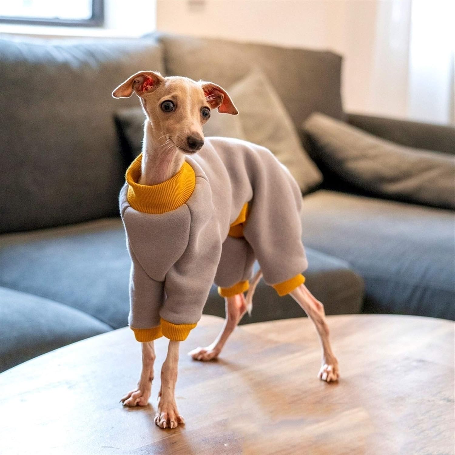 greyhound turtleneck