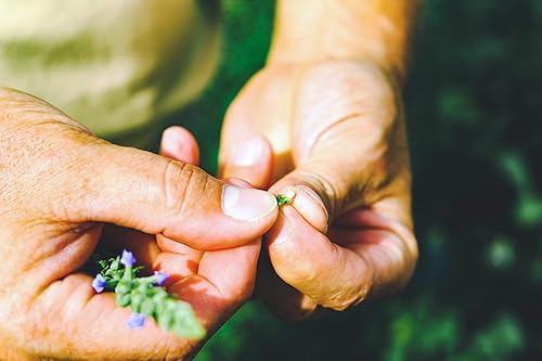 Miniatura 4 de Heartland Chia, Semillas enteras de chía negra crudas cultivadas en EE. UU., 12 onzas | Sostenibles, sin OMG, directas de granja