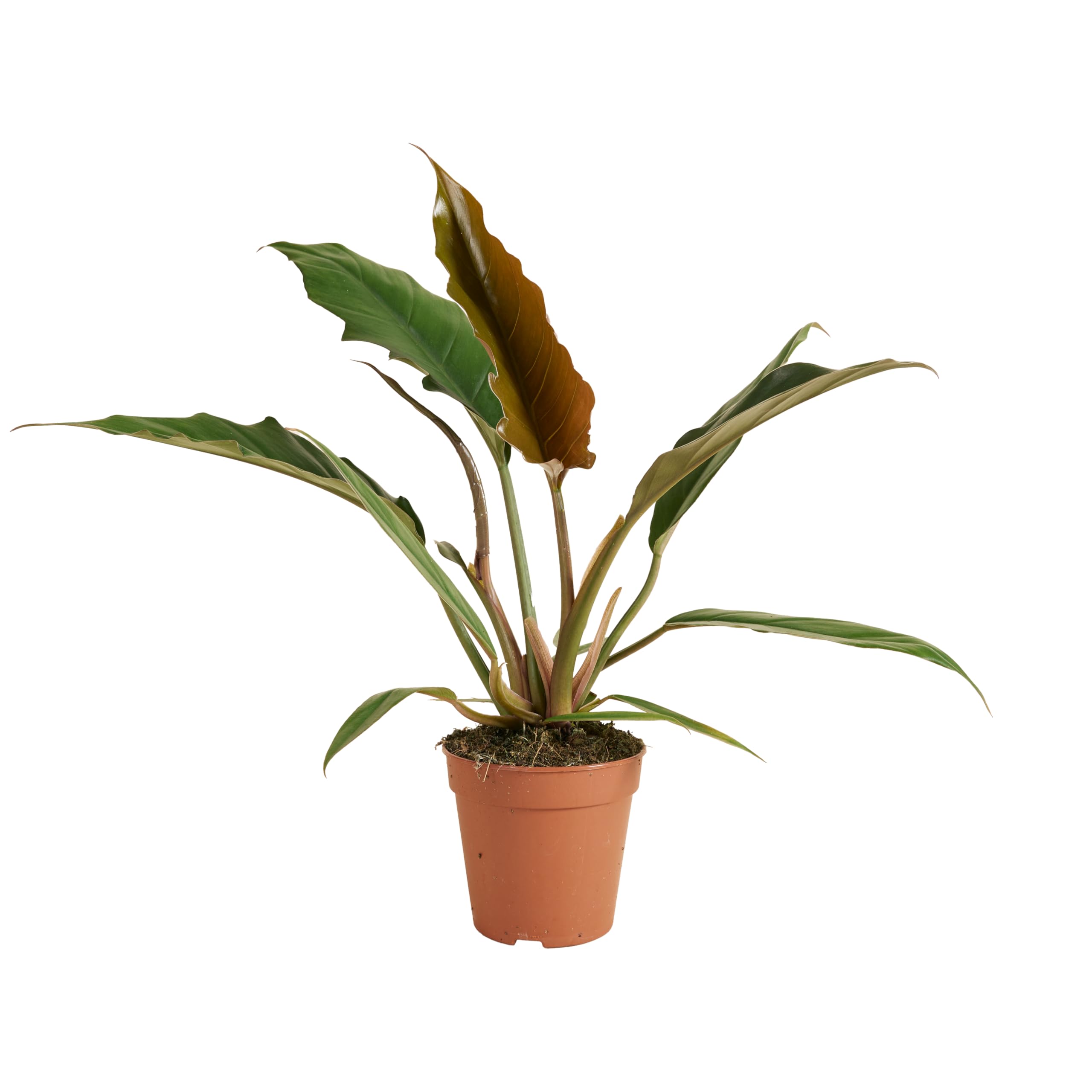 philodendron brasil care Philodendron Brasil – Hey Rooted main image 1