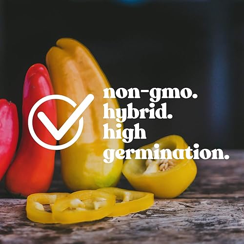 Miniatura 4 de Semillas de pimiento - Caliente - Amarillo jamaicano - 0.25 oz  1500 semillas - Capsicum chinense - Sin OMG, polinizado abierto - Granja y huerto