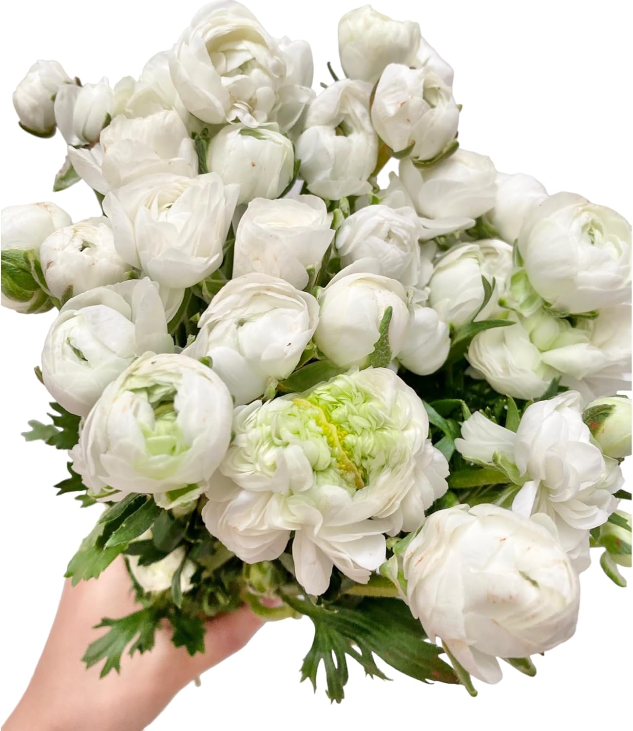 18 Fresh white ranunculus cut flowers, handpicked by a florist, perfect for bouquets, weddings, and home décor, exuding elegance and freshness.