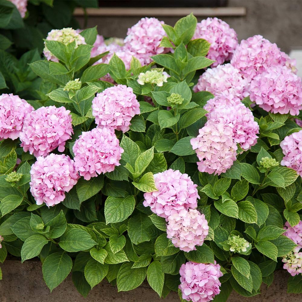 Amazon.co.jp: ITANSE アジサイ サマーメドレー アリーバ 5号 1 Amazon.co.jp: ITANSE アジサイ サマーメドレー アリーバ 5号 1