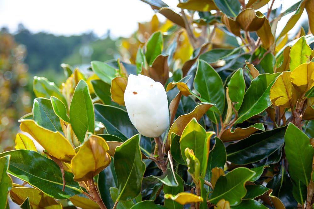 BRACKEN'S Brown Beauty Magnolia - Size: 3-4 ft, Live Plant, Includes Special Blend Fertilizer & Planting Guide