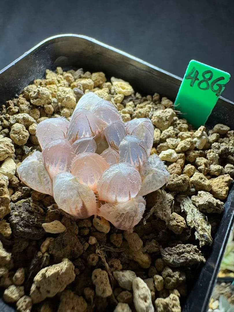 Amazon｜48g 多肉植物 ハオルチア 赤線オブツーサ錦 自家繁殖 鉢植え