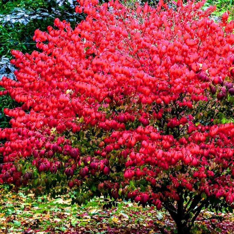 Dwarf Burning Bush Shrub, 12-18" Tall in Gallon Pot, Hardy Ornamental Shrub Live Plant for Outdoor Landscaping