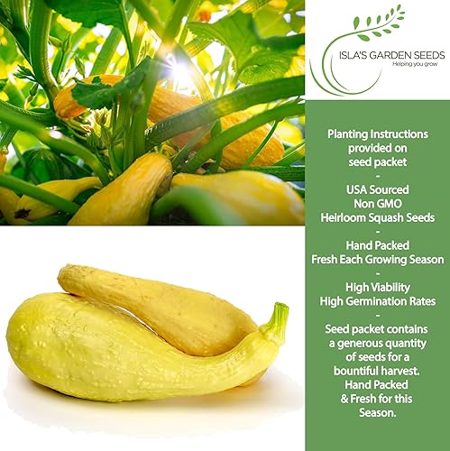 Miniatura 2 de Crookneck Semillas de calabaza de verano para plantar, más de 30 semillas tradicionales por paquete, semillas de jardín de Isla (semillas de jardín
