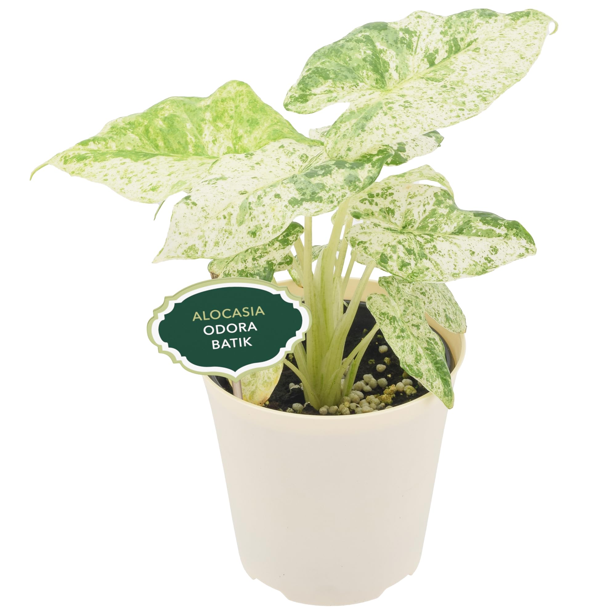 Amazon.com: Arcadia Garden Products Live Odora Batik Alocasia