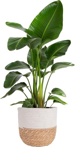 Costa Farms White Bird of Paradise Live Plant in Decorative
