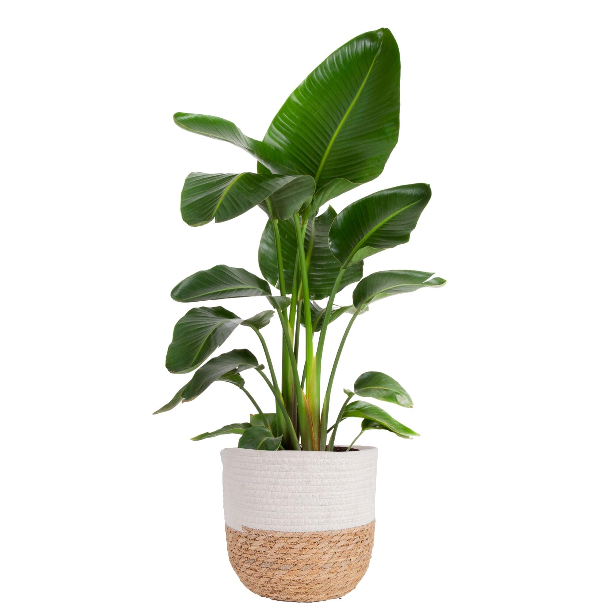 Costa Farms White Bird of Paradise Live Indoor Plant