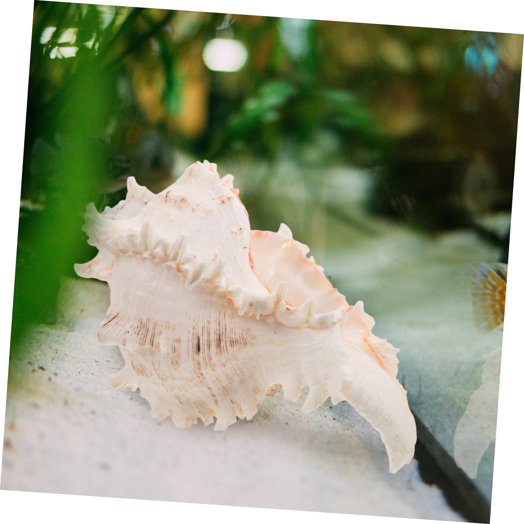TOPBATHY Conchiglie Naturali Grandi per Vaso Decorativo Matrimonio Spiaggia e Acquario Decorativo