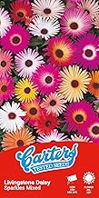 Carters Livingstone Daisy Seeds Sparkles Mix Mesembryanthemum Flower Seeds Colourful Rockery Bedding Plants Approx 300 Seeds