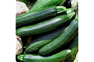 25 Organic Black Beauty Zucchini Summer Squash Seeds for Planting. Non GMO...
