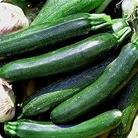 Black Beauty Zucchini Summer Squash Seeds - Non-GMO Heirloom, 25 Seeds for Prolific Home Garden Harvests