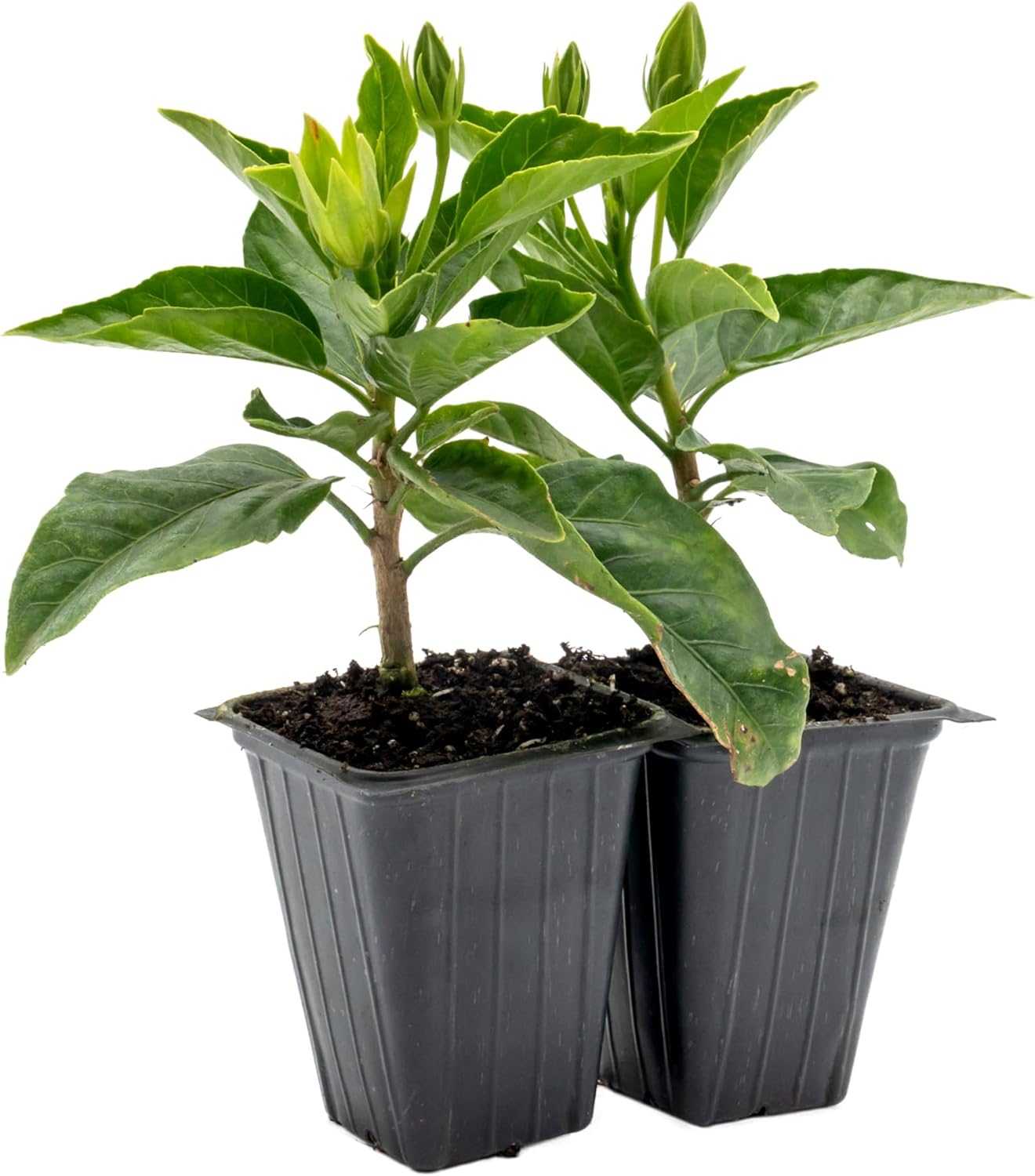 2 Santana Hibiscus | Live Plants in 2.5-inch Nursery Cubes | Hibiscus rosa-sinensis 'Santana' Variety | Drought-Tolerant Tropical Evergreen Shrub | Red-Pink and Yellow Vibrant Blooms for Home