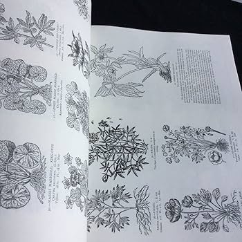 Amazon.co.jp: 植物 イラスト 花 フラワー 洋書 本 英語