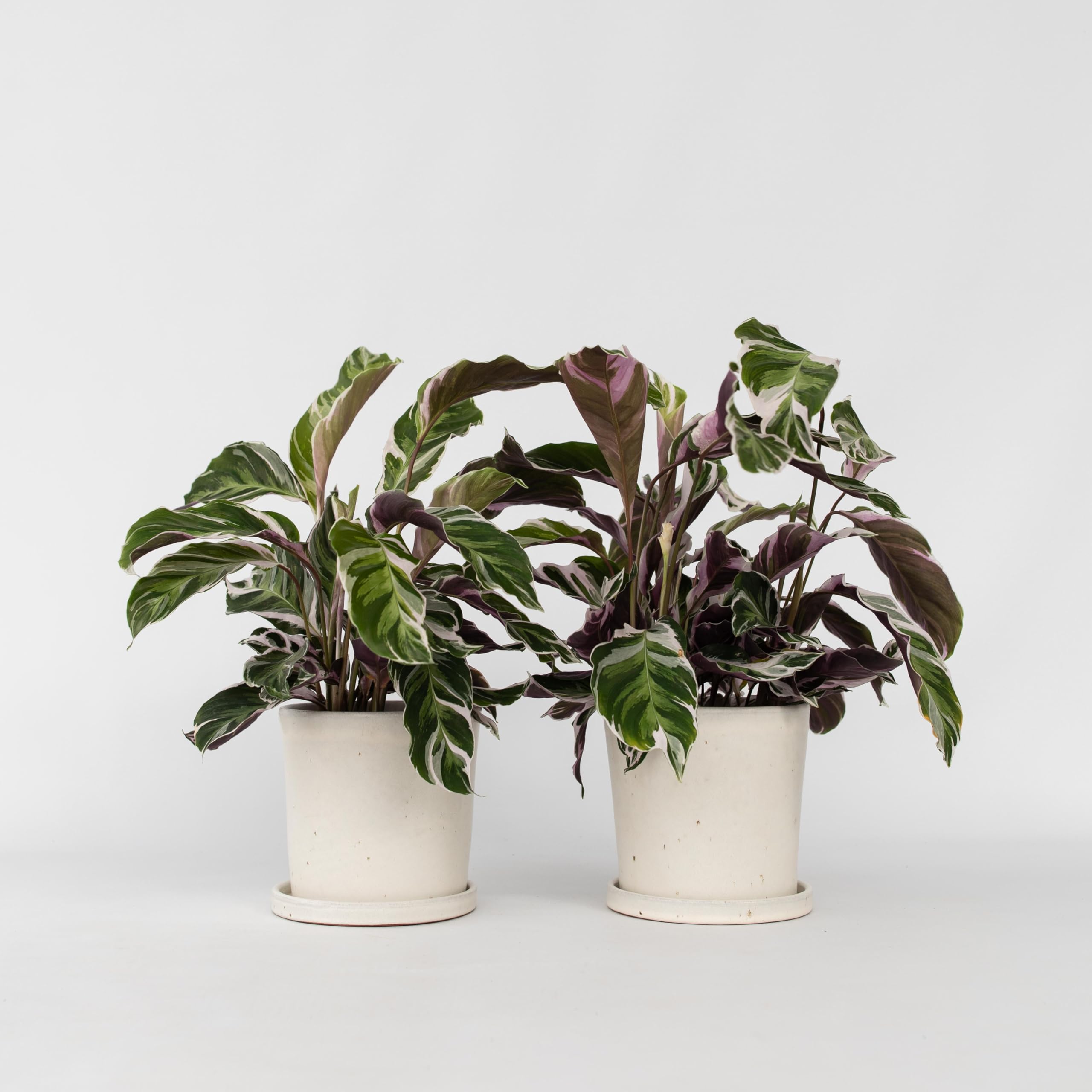 Plant in a Box - Calathea 'Fusion White' - Set de 2 - Maceta 14cm - Altura 30-40cm - Planta de interior purificadora del aire - hermosas hojas