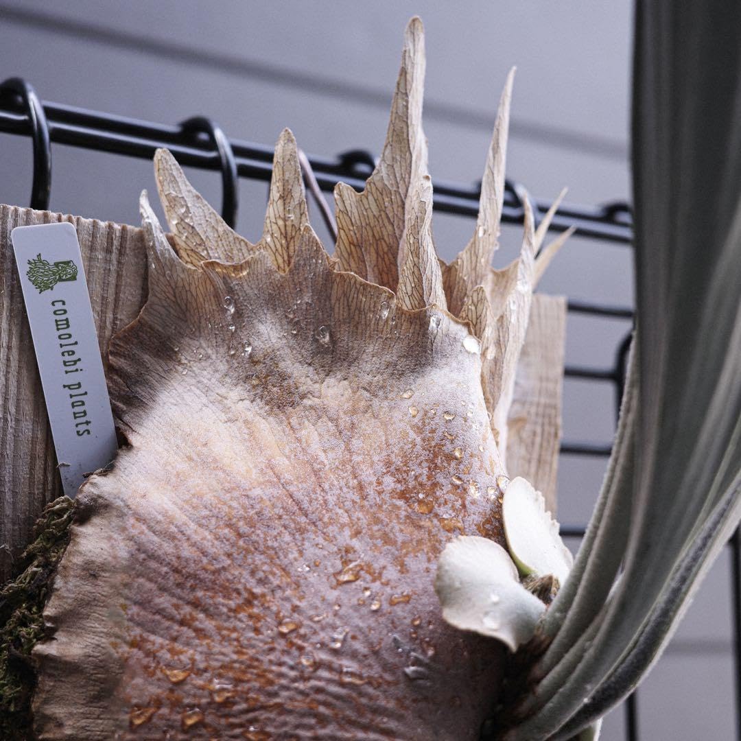 Amazon.co.jp: P.vellii ベリー veitchii hillii ビカクシダ