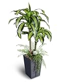 Sillaff Artificial Plants Indoor, 4FT Tall Fake Tree with Black Tall Planter, Artificial Dracaena Tree for Living Room Office Home Decorations Housewarming Gifts