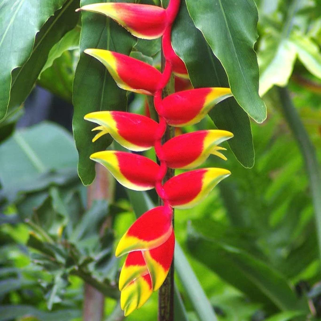See full amazon price history chart for Garden Art Heliconia Rostrata - Flowering Plants Natural Live Plant Air Purifying Plant Indoor House Plants In Nursery Growers Bag/Pots (Pack of 1 Healthy Live Plant) (Heliconia Rostrata) Garden Art Heliconia Rostrata - Flowering Plants Natural Live Plant Air Purifying Plant Indoor House Plants In Nursery Growers Bag/Pots (Pack of 1 Healthy Live Plant) (Heliconia Rostrata) (B0BHW38ZYL) Amazon Price History, Amazon Price Tracker