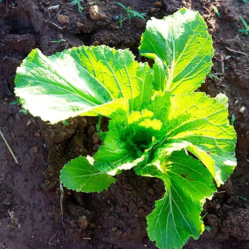 Miniatura 8 de Semillas de Mostaza (Florida Broadleaf) (1000 Semillas)