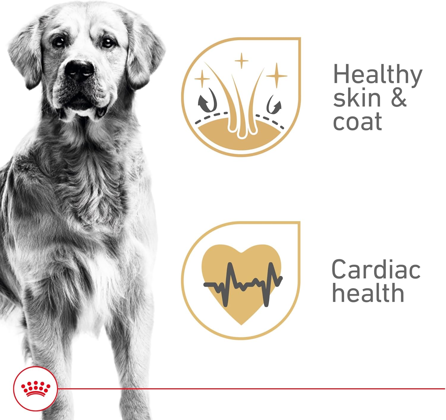 Royal Canin Breed Health Nutrition Golden Retriever Adult Loaf in Sauce Dog Food, 13.5 oz (Pack of 12)