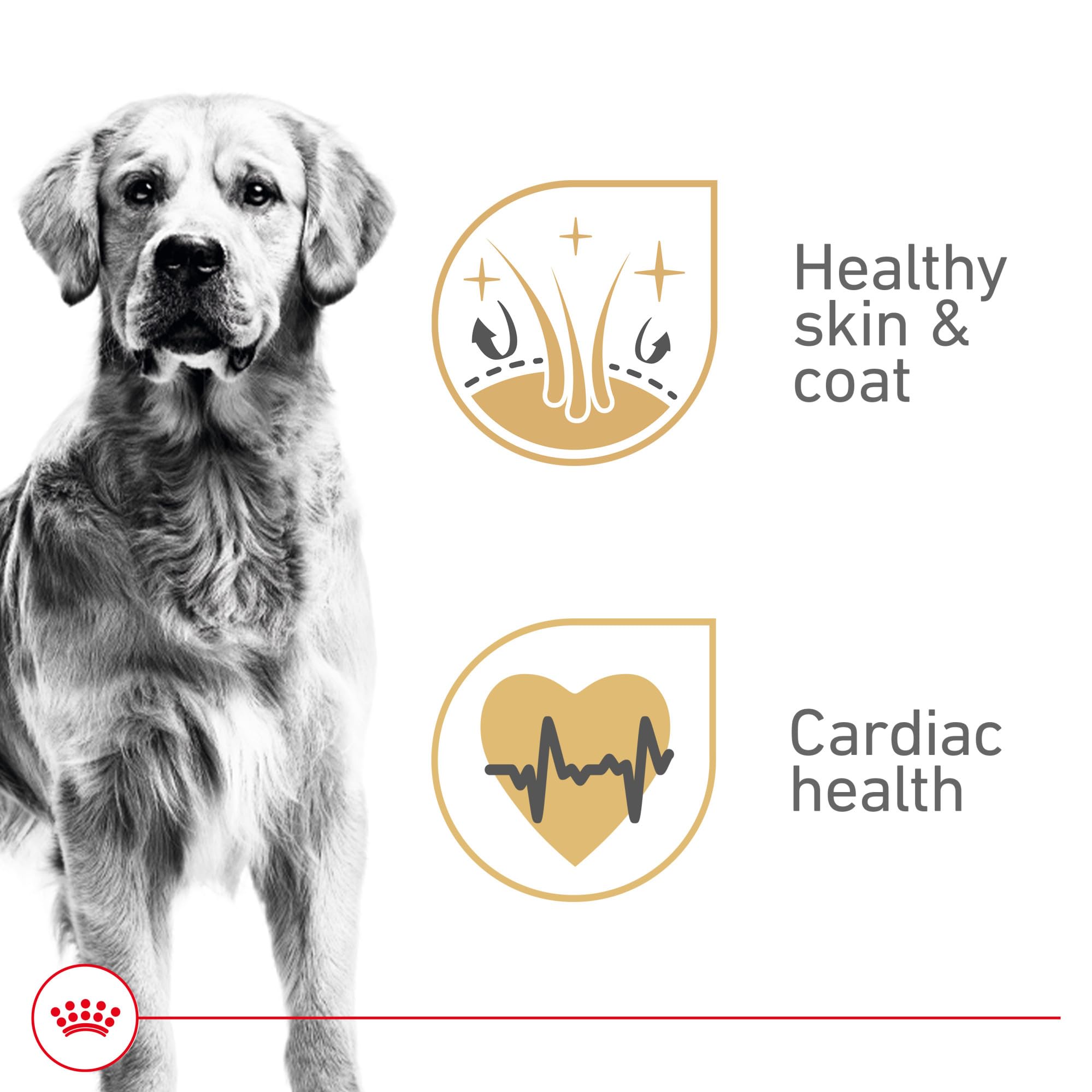 Amazon.com: Royal Canin Breed Health Nutrition Golden Retriever