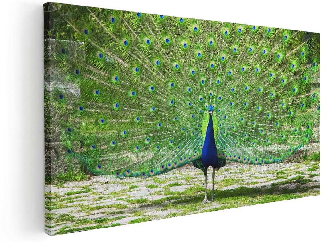 Artaza Cuadros Decoración Salón Modernos Pavo Real - 80x40 cm - Cuadros Animales Decoración Pared - Lienzos Decoración Hogar - Plumas Verdes