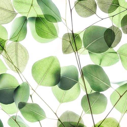 Posterazzi PDXQPDSQ075ALARGE Verdant Leaves 1 Dianne Poinski Poster Print, 24 x 24, Multicolor