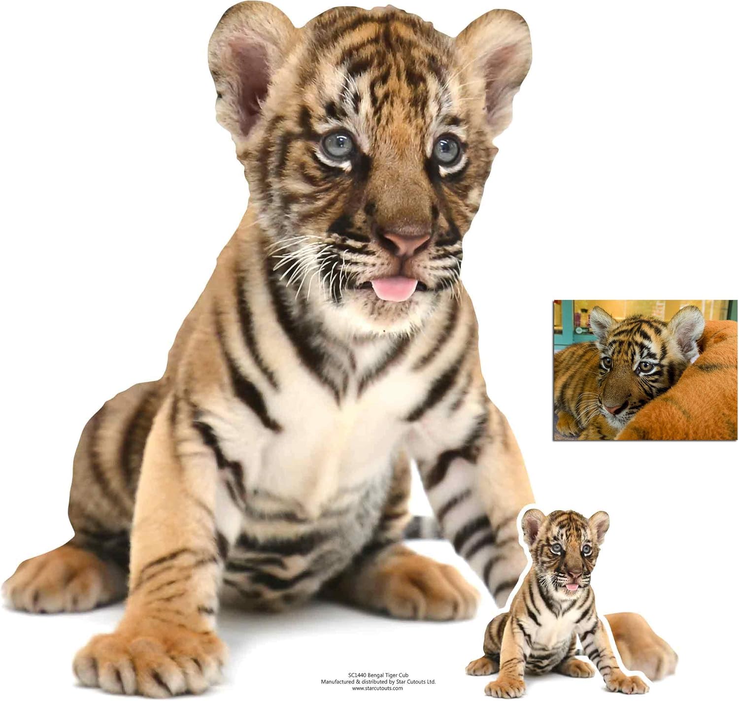 Bengal Tiger Cub Cardboard Cutout/Standup Fan Pack, 73cm x 73cm Includes Mini Cutout/Standup and 8x10 Photo