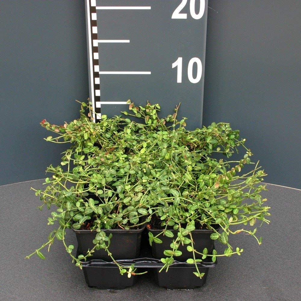 Euonymus 12 Stck fortunei Minimus grner Spindelstrauch Bodendecker T9x9 :  Amazon.de: Garten