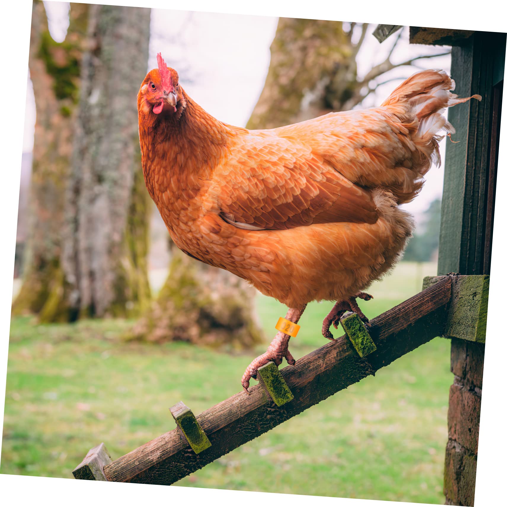 200 Uds Anillo De Tobillo De Pollo Anillos para Patas De Paloma Anillos para Pies Bandas para Patas para Pollos Bandas para Patas De Pollo Numeradas Bandas para Patas De Paloma
