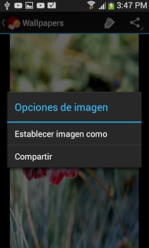 Flores con saludos y mensajes
