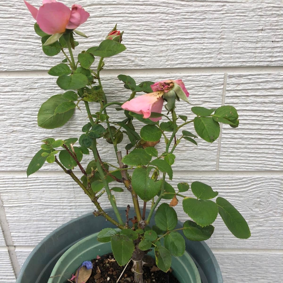 レア大苗薔薇 開花株 レア薔薇開花株 【公式通販】 薔薇開花株