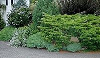 Vista 3 de Juniper Angelica Blue 3 macetas vivas de 4 pulgadas Juniperus chinensis 'Angelica Blue' Plantas de cobertura de suelo de hoja perenne