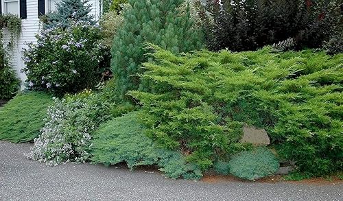 Miniatura 3 de Juniper Angelica Blue  5 macetas vivas de 4 pulgadas  Juniperus chinensis 'Angelica Blue'  Plantas de cobertura del suelo de hoja perenne  Arbusto