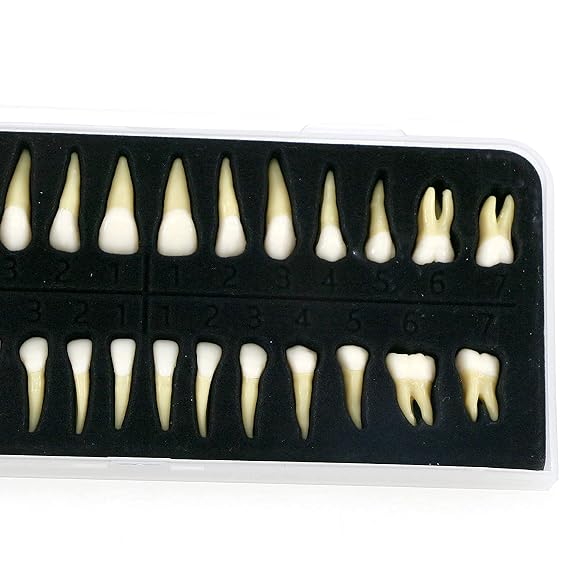 32 Pcs Dental 1:1 Adult Teeth Model Typodont Permanent Upper And Lower For Studying Teaching