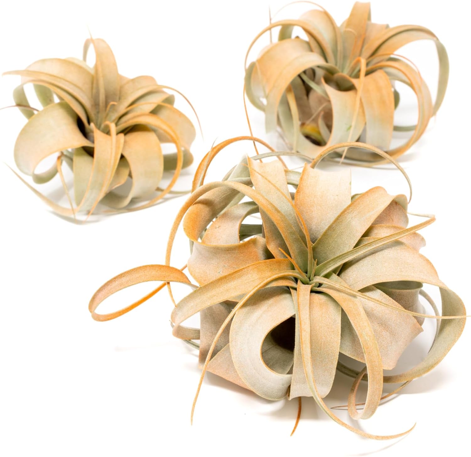 Tangerine Colorful Tillandsia Air Plants - Long Lasting Color Enhanced Live Tillandsia Succulent House Plants - Home and Garden Decor - Easy Care Indoor/Outdoor Plants (Mini Xerographica, Pack of 3)