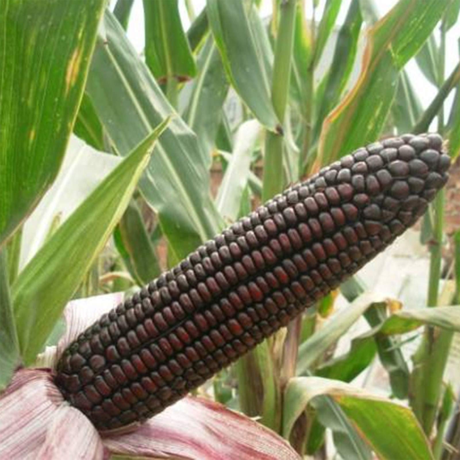 VibeX Good Germination Black -Corn Seeds-250 Seeds (B0B9Y2LQPH) Amazon Price History, Amazon Price Tracker