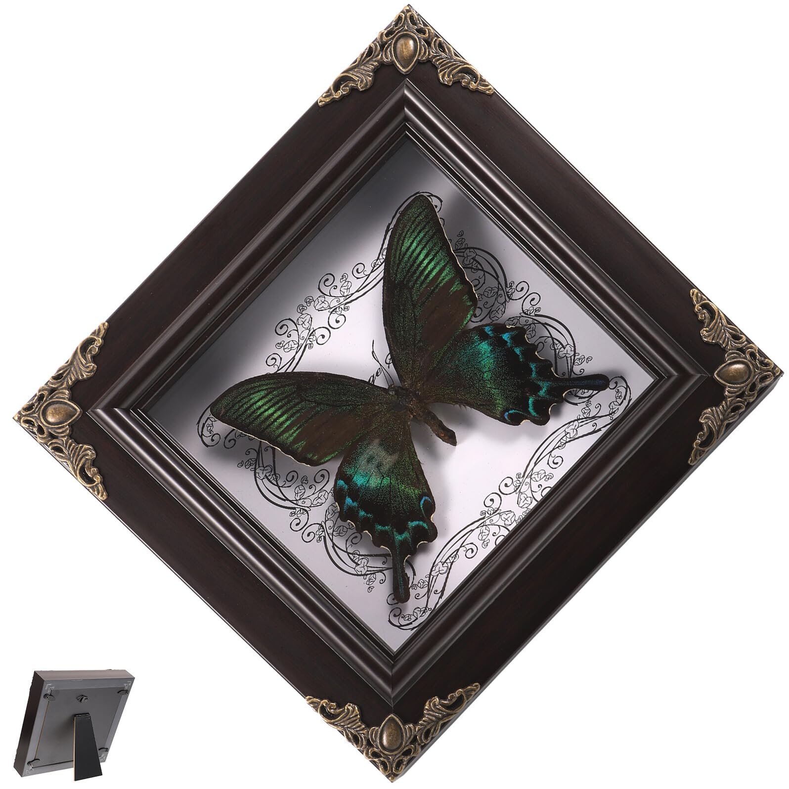 Spécimen d'insecte véritable cadre mural bois déco salon bureau