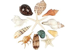 12PCS Assorted Large Seashells Natural Sea Shells and Starfish Decorations