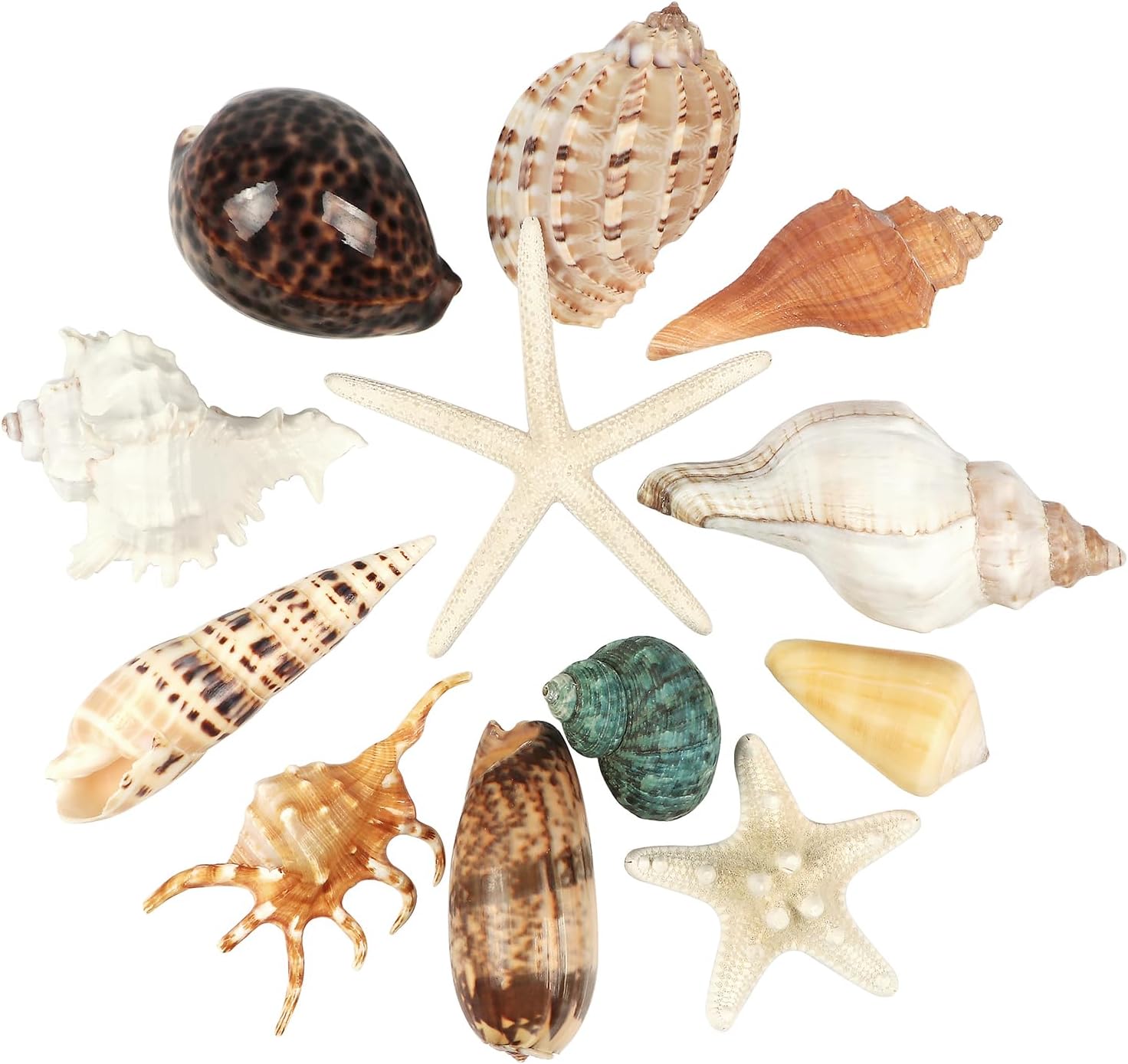 12 PCS Large Seashells Mixed Beach Sea Shells and Ocean Natural Starfish,Natural Colorful Sea Shells Starfish Up to 6.5 Inch, Perfect for Beach Theme Party Home Decor DIY Crafts Fish Tank Decorations