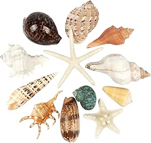 Wanwanzi 1200 Muscheln & 10 Seesterne - Natürliche Stranddekoration Für Deko & Basteln