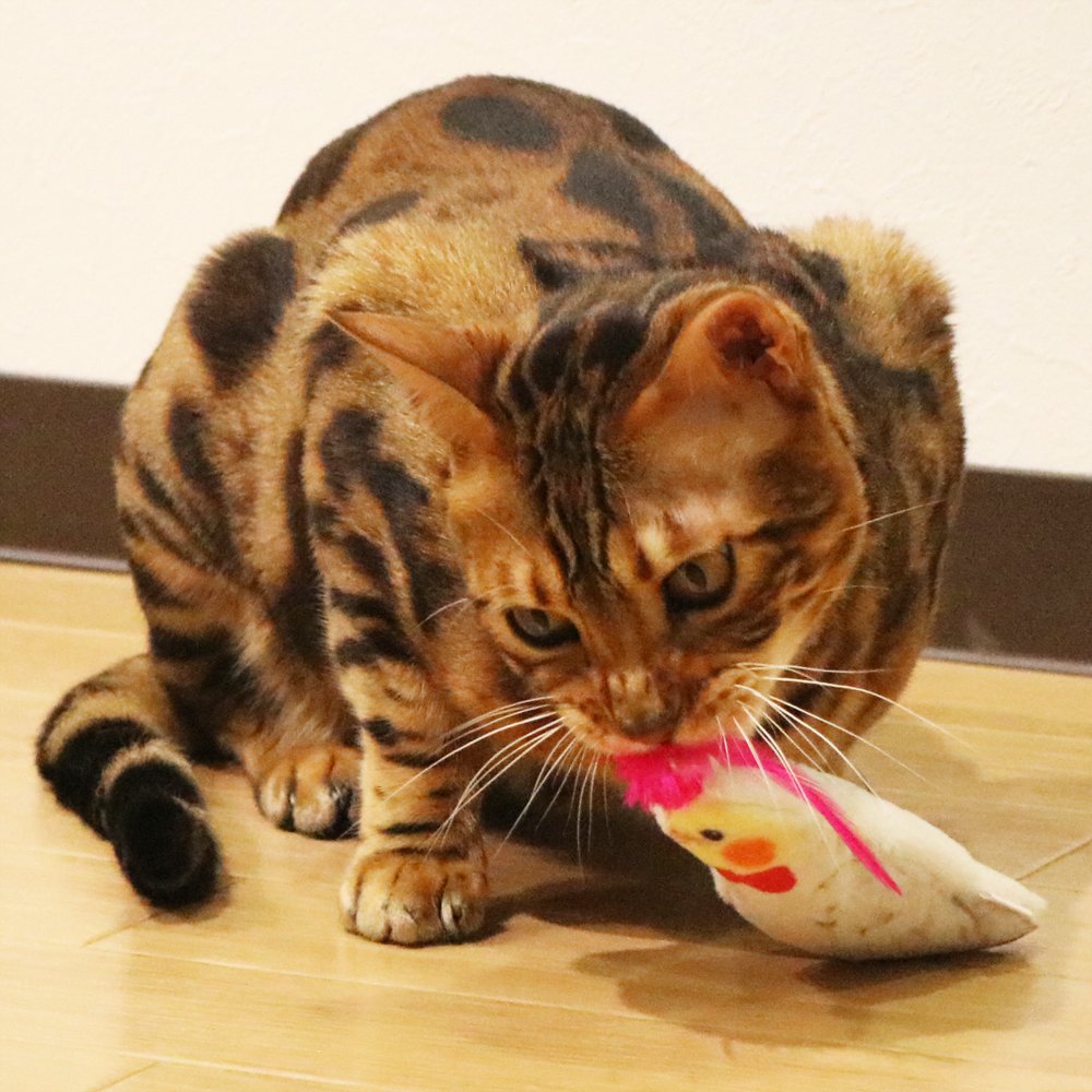 Amazon.co.jp: キャティーマン (CattyMan) じゃれ猫 気に鳴る音もだち