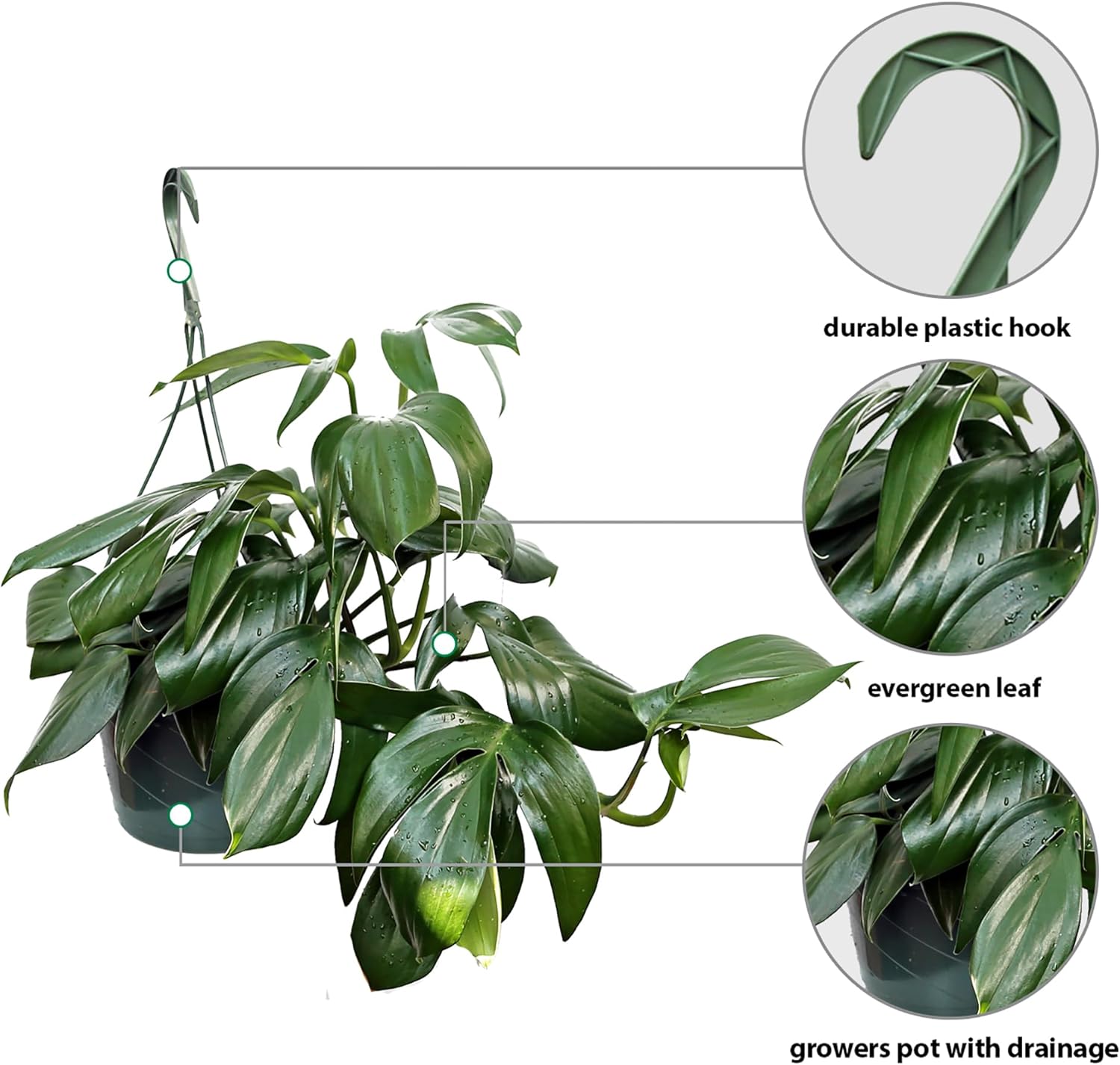 Live Philodendron Dragon Tail, Rare Houseplant, Birthday Gift, Plant Lover Gift, Housewarming Gift, Christmas Gift, Mother's Day Gift, Indoor Potted Plant, Plant Decoration in 8" Hanging Basket
