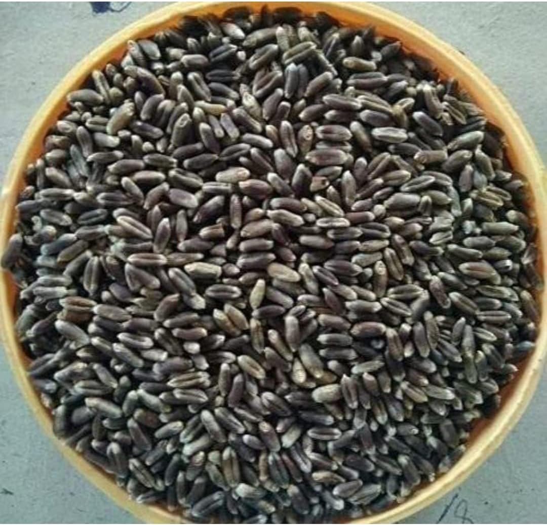 Black Wheat 1 Kg